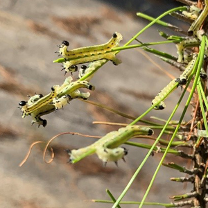 pine sawfly 